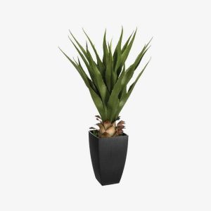 Agave - CHIC